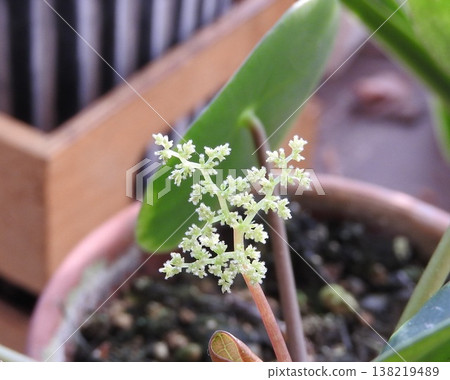 The flowers of Pilea peperomioides have cute, round leaves. 138219489