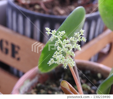 豆瓣綠的花朵長著可愛的圓形葉子。 138219490