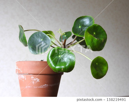 「Pilea peperomioides」的圓形葉子非常可愛。 138219491