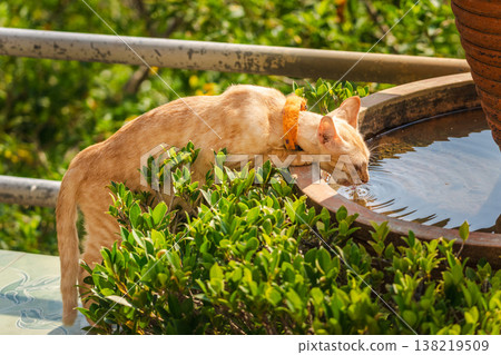 Ginger cat drinking water from fountain in tropical garden close up Ginger cat drinking water from fountain in tropical garden close up 138219509