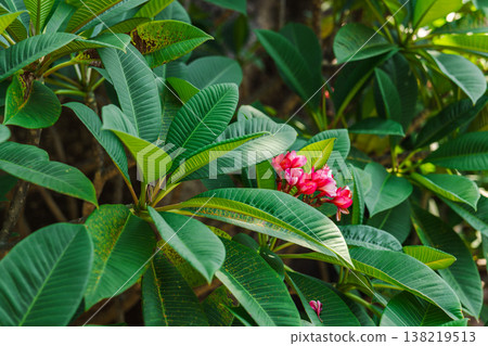 Tropical plumeria plant with green leaves and pink flowers growing on Koh Samui island Thailand Tropical plumeria plant with green leaves and pink flowers growing on Koh Samui island Thailand 138219513