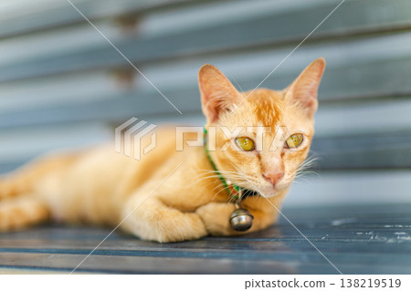 Ginger cat with green collar and bell lying on metal bench looking directly at camera in soft daylight outdoor scene Ginger cat with green collar and bell lying on metal bench looking directly at camera in soft daylight outdoor scene 138219519