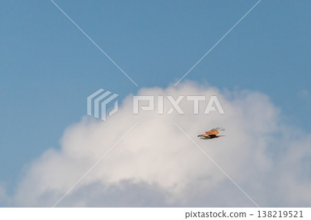Bird Of Prey Flying Near Cloud In Open Sky Symbolizing Aviation Safety Monitoring Bird Of Prey Flying Near Cloud In Open Sky Symbolizing Aviation Safety Monitoring 138219521