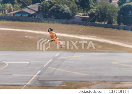 Bird Of Prey Flying Above Airfield Runway Highlighting Aviation Safety Risk 138219524