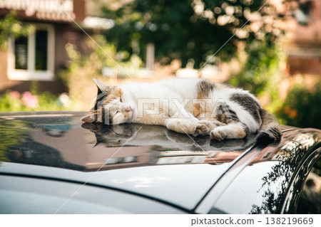 White cat sleeping on a roof of the red car. White cat sleeping on a roof of the red car. 138219669