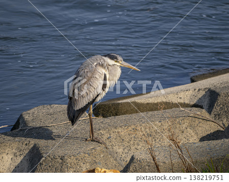 A grey heron searching for fish by the riverbank. A grey heron searching for fish by the riverbank. 138219751