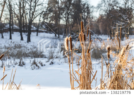 winter in the woods winter in the woods 138219776