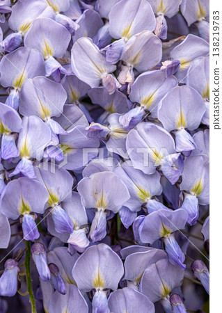 Wisteria tree blooming close up, natural background. 138219783