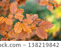 Yellow autumn leaves on a tree in the forest, macro shot. 138219842