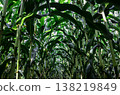 Natural background with growing leaves of corn. 138219849