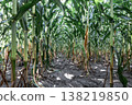 Natural background with growing leaves of corn. 138219850