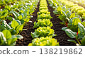 Close up vegetable seeds that grow well 138219862