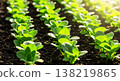 View of vegetable seeds that grow well 138219865