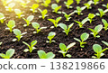 A group of vegetable seeds background 138219866