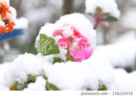 Geranium flowers covered in snow 138220339