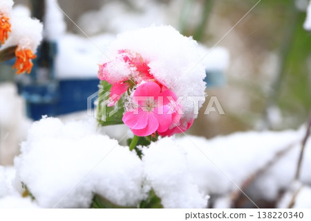 Geranium flowers covered in snow 138220340