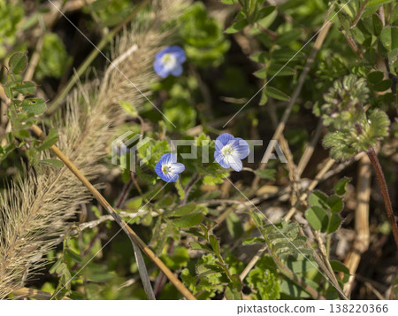 田野裡盛開的波斯婆婆納 田野裡盛開的波斯婆婆納 138220366