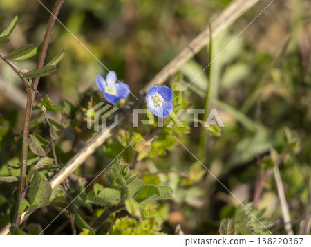 Veronica persica blooming in the field Veronica persica blooming in the field 138220367