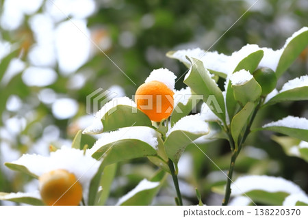 Kumquats covered in snow 138220370
