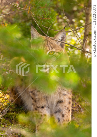 Eurasian lynx peeking through green foliage in Scandinavian forest 138220372