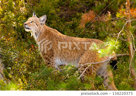 Alert Eurasian lynx in lush Scandinavian forest under bright natural light Alert Eurasian lynx in lush Scandinavian forest under bright natural light 138220373