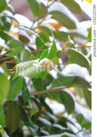 Camellia buds covered in snow Camellia buds covered in snow 138220390