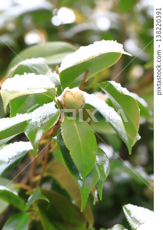 山茶苞被雪覆蓋 山茶苞被雪覆蓋 138220391