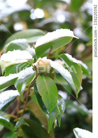 山茶苞被雪覆蓋 山茶苞被雪覆蓋 138220392
