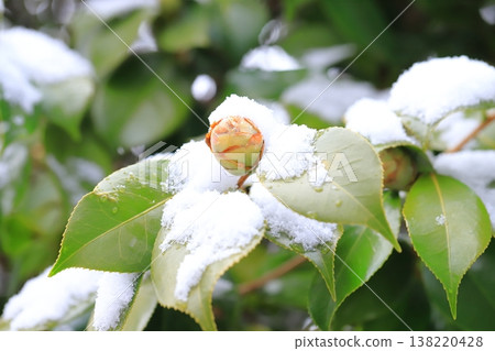 Camellia buds covered in snow 138220428