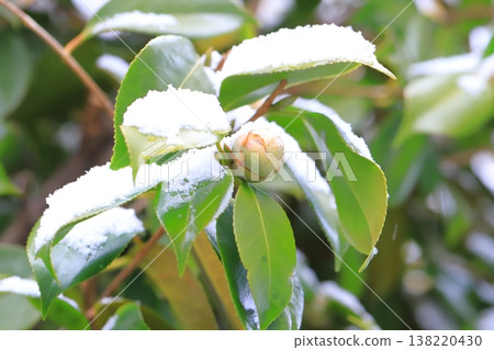 山茶苞被雪覆蓋 138220430