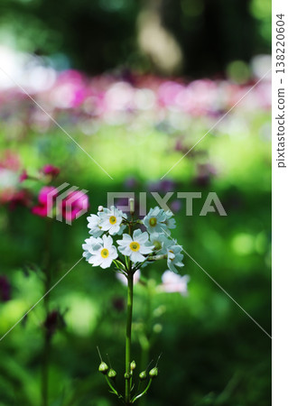 中禪寺湖西岸千壽濱的報春花盛開，營造出夢幻般的散景效果（初夏，六月）。 138220604
