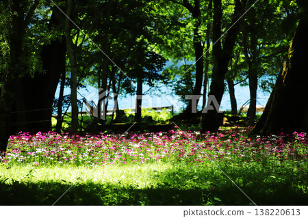 樹蔭下的千壽濱，盛開著報春花，湖水潺潺 | 六月的千壽濱 138220613