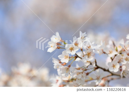 Cherry tree in full bloom Cherry tree in full bloom 138220616