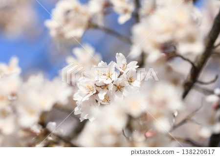 Cherry tree in full bloom Cherry tree in full bloom 138220617