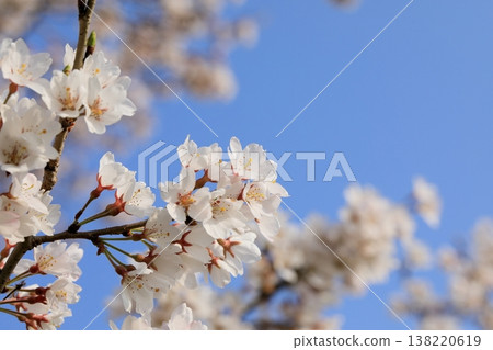 Cherry tree in full bloom Cherry tree in full bloom 138220619