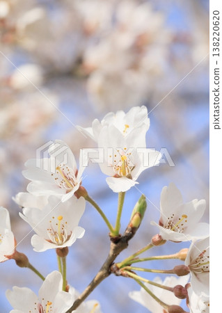 Cherry tree in full bloom Cherry tree in full bloom 138220620