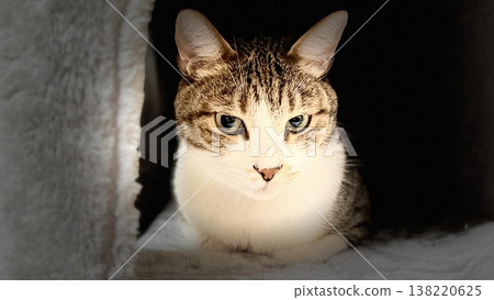 A tabby cat relaxing on a cat tower 138220625