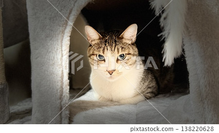 一隻虎斑貓在貓塔上休息 138220628