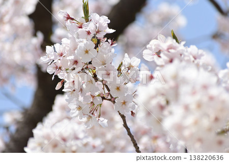 Branches of fully bloomed Somei Yoshino cherry trees against a blue sky. 138220636
