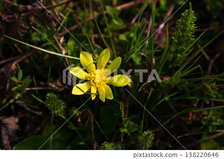 Flowers that herald spring Flowers that herald spring 138220646