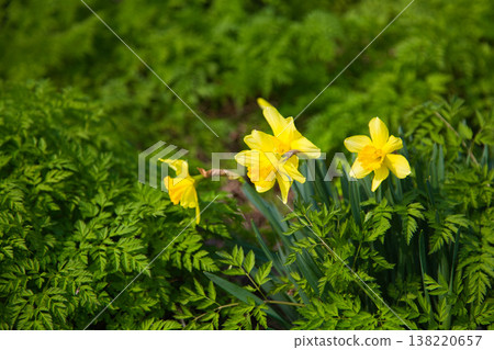 Flowers that herald spring Flowers that herald spring 138220657