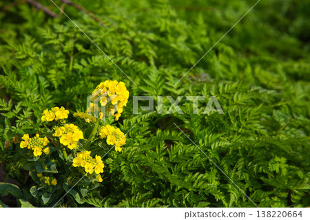 Flowers that herald spring Flowers that herald spring 138220664
