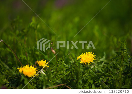 Flowers that herald spring Flowers that herald spring 138220710