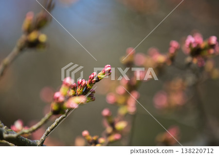 Flowers that herald spring Flowers that herald spring 138220712