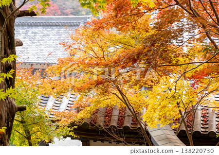 京都府長岡京市西山橫國寺(柳谷觀音寺)院內的秋葉(從岩力稻荷神社俯瞰淨土庭園的楓樹) 京都府長岡京市西山橫國寺(柳谷觀音寺)院內的秋葉(從岩力稻荷神社俯瞰淨土庭園的楓樹) 138220730