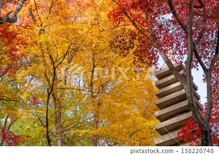 京都府長岡京市西山橫國寺（柳谷觀音寺）院內的秋葉（中央入口處的楓樹） 138220748
