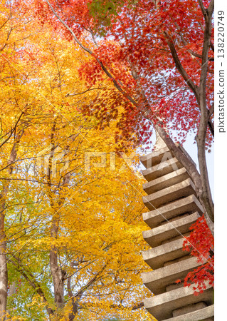 京都府長岡京市西山橫國寺（柳谷觀音寺）院內的秋葉（中央入口處的楓樹） 138220749