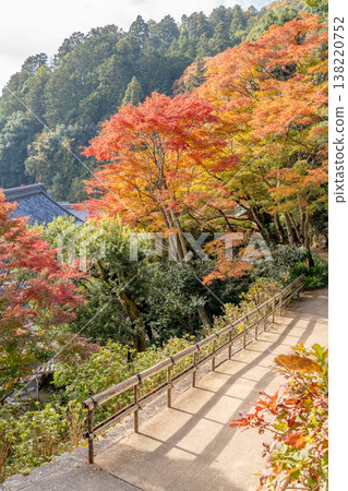 京都府長岡京市西山橫國寺（柳谷觀音寺）院內的秋葉（中央入口處的楓樹） 138220752
