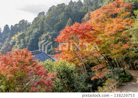 京都府長岡京市西山橫國寺（柳谷觀音寺）院內的秋葉（中央入口處的楓樹） 138220753