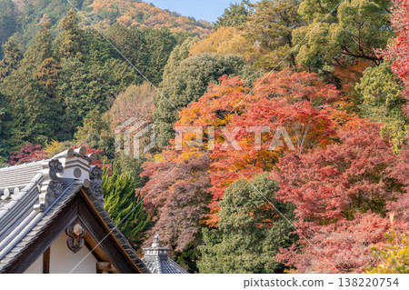 Autumn foliage in the temple grounds of Yōkoku-ji Temple (Yanagidani Kannon), Nishiyama, Nagaokakyō City, Kyoto Prefecture (view from the main approach). Autumn foliage in the temple grounds of Yōkoku-ji Temple (Yanagidani Kannon), Nishiyama, Nagaokakyō City, Kyoto Prefecture (view from the main approach). 138220754